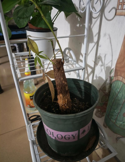 小众送妈妈的花有哪些花