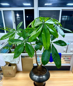 小众送妈妈的花有哪些花