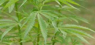 小众送妈妈的花有哪些花