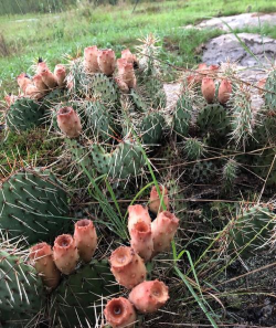 小众送妈妈的花有哪些花