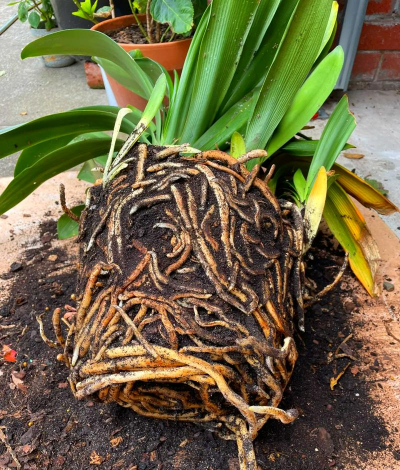 小众送妈妈的花有哪些花