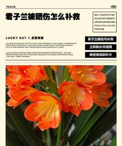 小众送妈妈的花有哪些花