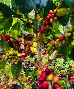 咖啡豆是什么树的果实