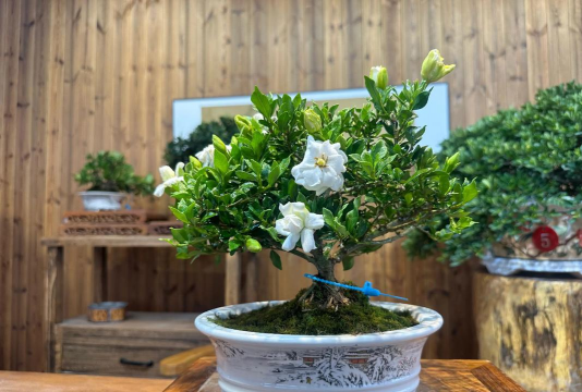 四季栀子花和小叶栀子区别