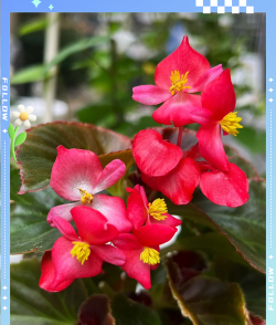 小众送妈妈的花有哪些花