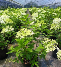 小众送妈妈的花有哪些花