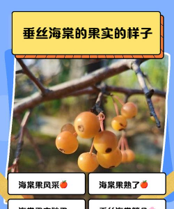 垂丝海棠结果子吗