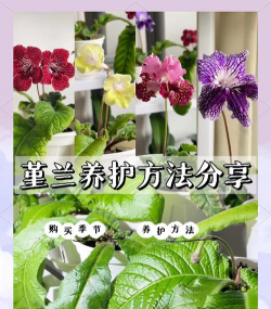 小众送妈妈的花有哪些花