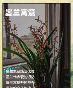 小众送妈妈的花有哪些花