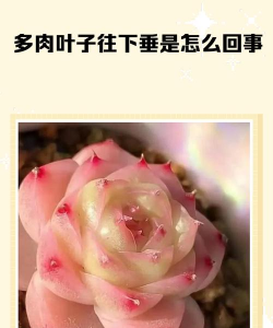 小众送妈妈的花有哪些花