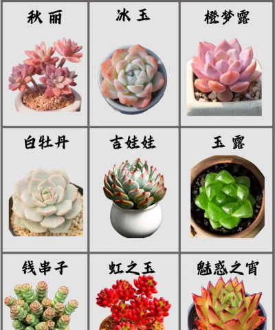 小众送妈妈的花有哪些花