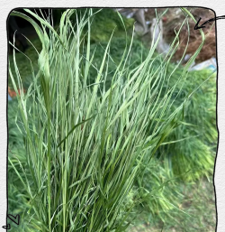 提摩西草在农村叫什么