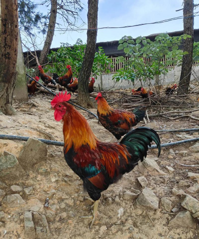 小众送妈妈的花有哪些花