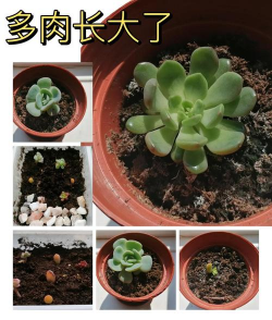 小众送妈妈的花有哪些花