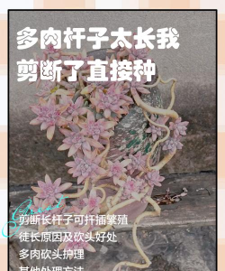 小众送妈妈的花有哪些花