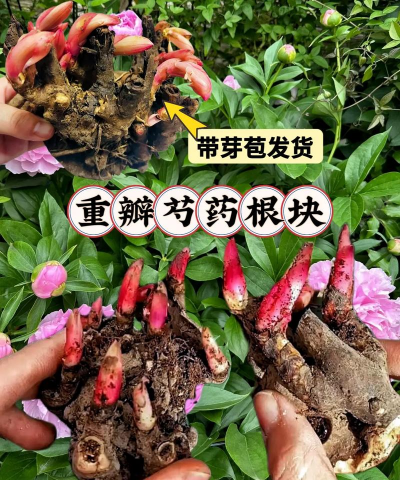 小众送妈妈的花有哪些花
