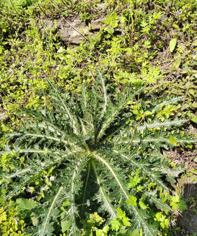 小众送妈妈的花有哪些花