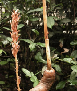 小众送妈妈的花有哪些花