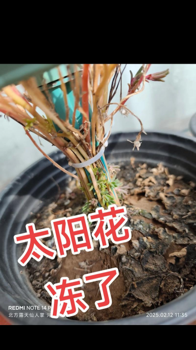 小众送妈妈的花有哪些花