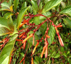 小众送妈妈的花有哪些花