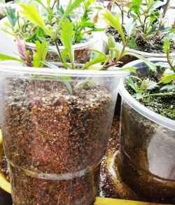 姬小菊可以扦插吗