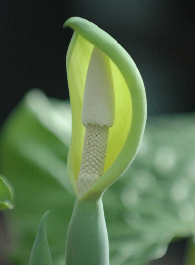 小众送妈妈的花有哪些花