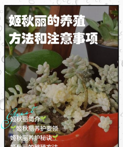 小众送妈妈的花有哪些花