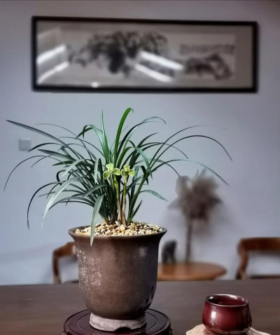 小众送妈妈的花有哪些花