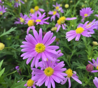 小众送妈妈的花有哪些花