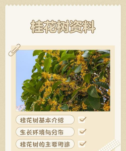 怎样收集桂花树上的桂花