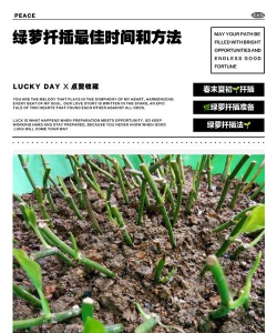 小众送妈妈的花有哪些花