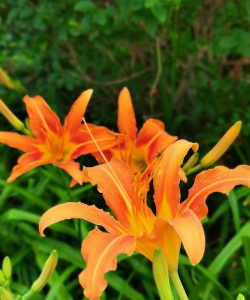 小众送妈妈的花有哪些花