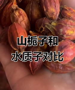 山栀子和栀子的区别