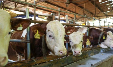 小众送妈妈的花有哪些花