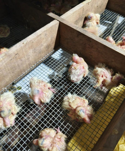 小众送妈妈的花有哪些花