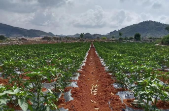 小众送妈妈的花有哪些花