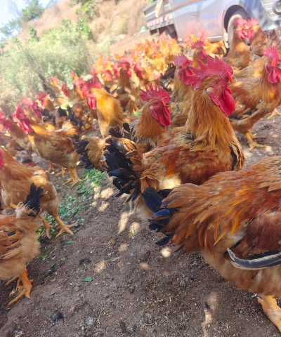 小众送妈妈的花有哪些花