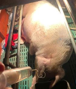 母猪产后不食打什么针