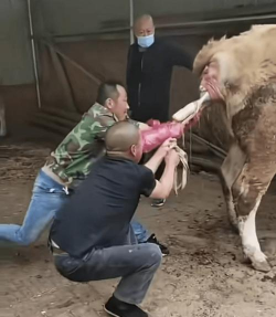 小众送妈妈的花有哪些花