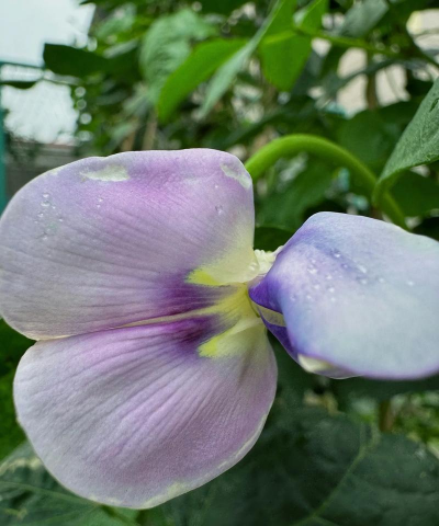 小众送妈妈的花有哪些花