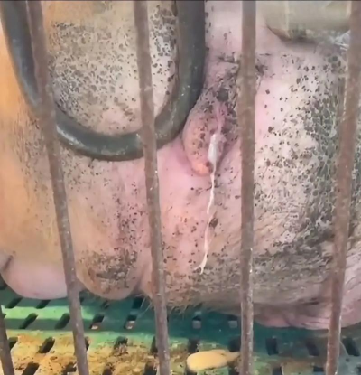 小众送妈妈的花有哪些花