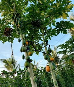 小众送妈妈的花有哪些花