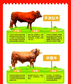 中国十大肉牛品种