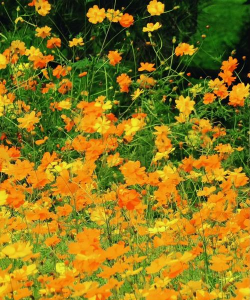 小众送妈妈的花有哪些花