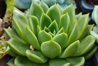 小众送妈妈的花有哪些花