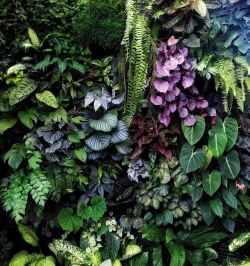 小众送妈妈的花有哪些花