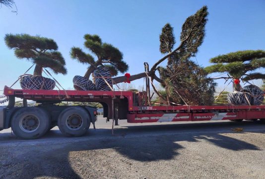 小众送妈妈的花有哪些花