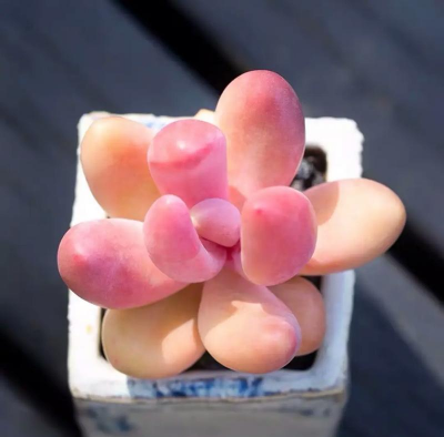 小众送妈妈的花有哪些花