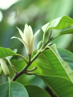 小众送妈妈的花有哪些花