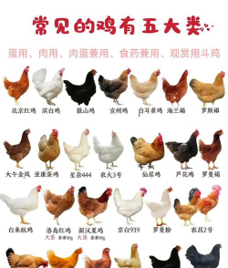 产蛋多的白壳蛋鸡品种有哪些其生产性能如何